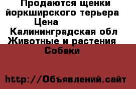 Продаются щенки йоркширского терьера › Цена ­ 10 000 - Калининградская обл. Животные и растения » Собаки   